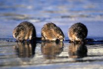 Svernamento di topi muschiati che mangiano bulbi sottomarini sul bordo del ghiaccio, Alberta centrale, Canada — Foto stock