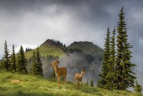 Cervo dalla coda nera al pascolo nella nebbiosa Blue Mountain, Olympic National Park, Washington, USA — Foto stock