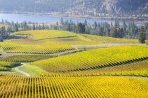 Виноградные поля и река Оканаган в долине Оканаган, Британская Колумбия, Канада
. — стоковое фото