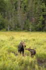 L'orignal et le veau dans les pâturages verts du parc Algonquin, Canada — Photo de stock