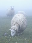 Ovejas pastando en prados con niebla en Terranova, Canadá - foto de stock