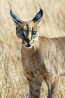 Alerte chasse caracale dans prairie d'herbes hautes dans le parc national de Samburu, Kenya, Afrique de l'Est — Photo de stock