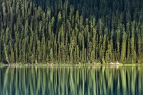 Reflejo de árboles perennes en Lake Louise, Banff National Park, Alberta, Canadá - foto de stock
