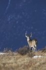 Білий хвіст оленя buck при яскравому сонячному світлі — стокове фото