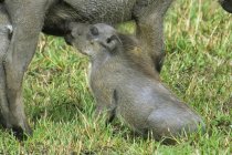 Warthog nursing piglet on green grass in Africa — Stock Photo