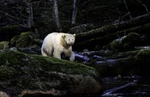 Медведь Кермод на мшистых скалах в тропических лесах Британской Колумбии в Канаде — стоковое фото