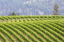 Campos de vinha montanhosos em Okanagan Falls, Colúmbia Britânica, Canadá . — Fotografia de Stock
