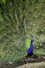 Peacock displaying colorful feathers in mating ritual. — Stock Photo