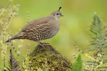 Female California quail perched on mossy rock, close-up — Stock Photo
