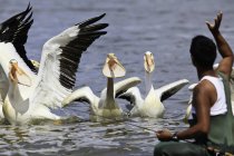 Fisherman throwing fish to American white pelicans, Red River, Lockport, Manitoba, Canada. — Stock Photo