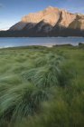 Green grass on shore of Abraham Lake at Batus Camp, Kootenay Plains, Alberta, Canada — Stock Photo