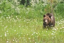 Grizzly bear walking in summer mountain meadow with margherite, Montana, Stati Uniti d'America — Foto stock