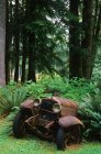 Antiguo coche oxidado en Sayward forest, Vancouver Island, Columbia Británica, Canadá . - foto de stock