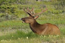 Лось отдыхает и зовет на траву в национальном парке Джаспер, Альберта, Канада — стоковое фото