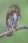 Northern pygmy owl perched on branch in woodland. — Stock Photo