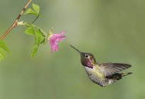 Männchen anna Kolibri fliegen und fressen an Blume, Nahaufnahme. — Stockfoto
