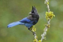 Pássaro-de-penas-azuis Steller gay poleiro no ramo musgoso, close-up . — Fotografia de Stock