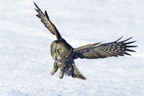 Полювання на велику сіру сову, що приземляється на сніговому полі . — стокове фото