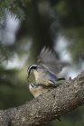 Red-breasted nuthatches mating in spring on tree branch — Stock Photo