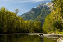 Grizzly bear walking on shore of Bella Coola River in front of Mount Stupendous, British Columbia, Canada — Stock Photo