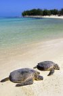 Зеленые морские черепахи отдыхают на песчаном пляже Гавайев, США — стоковое фото