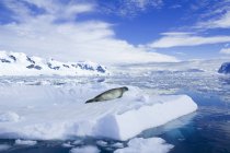 Sigillo di granchio appoggiato sul ghiaccio nel porto di Neko, penisola antartica — Foto stock