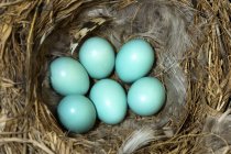 Huevos de aves azules de montaña en nido de aves hecho de plantas y plumas - foto de stock
