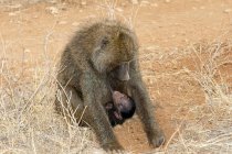 Babuíno de azeitona forrageando com bicho recém-nascido pendurado no Quênia, África Oriental — Fotografia de Stock