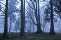Trees in foggy Stanley Park, Vancouver, British Columbia, Canada — Stock Photo