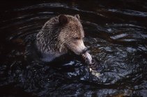 Grizzly bear feeding on spawning salmon in water. — Stock Photo