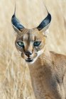 Оповіщати Каракал полювання у високій траві луг в Самбур Національний парк, Кенія, Східна Африка — стокове фото