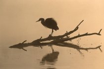 Silhueta de grande pássaro de garça azul em madeira à deriva em água — Fotografia de Stock