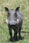 Cochon de phacochère sauvage debout sur l'herbe en Afrique — Photo de stock
