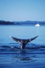 Cola de ballena gris por Vancouver Island, Columbia Británica, Canadá . - foto de stock
