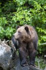 Grizzly bear standing on wooden log in forest. — Stock Photo