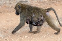 Olive baboon foraging with hanging newborn baby animal in Kenya, East Africa — Stock Photo