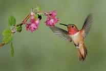 Maschio Rufous colibrì alimentazione a fiore all'aperto, primo piano . — Foto stock