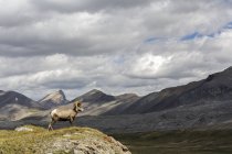 Bighorn pecore al pascolo in Wilcox Pass, Jasper National Park, Alberta, Canada . — Foto stock
