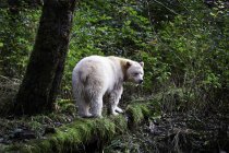Kermode-Bär steht auf bemoostem Baumstamm im großen Bären-Regenwald der britischen Columbia, Kanada — Stockfoto