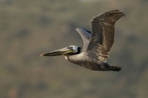 Brown pelican flying with spread wings outdoors — Stock Photo