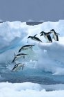 Grupo de pinguins de Adelie saltando do gelo para a água para a viagem de forrageamento, Península Antártica . — Fotografia de Stock