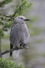 Clark nutcracker bird sitting on conifer tree branch. — Stock Photo
