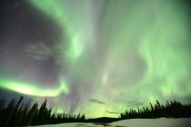 Aurora borealis sobre bosque cubierto de nieve en Yukón, Canadá . - foto de stock