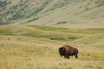 Bisonte delle pianure al pascolo sul prato verde del Waterton Lakes National Park, Alberta, Canada — Foto stock