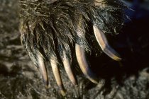 Primo piano di artigli di zampa di orso grizzly . — Foto stock