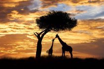 Siluetas de jirafas adultas y juveniles bajo acacia en la Reserva Masai Mara, Kenia, África Oriental - foto de stock