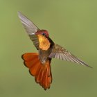Primer plano del colibrí de rubí-topacio flotando alas en vuelo . - foto de stock