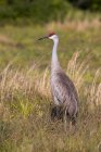 Sandhill crane standing in green meadow grass — Stock Photo