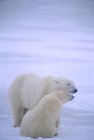 Urso polar com filhote aconchegante na neve perto de Churchill, Manitoba, Canadá . — Fotografia de Stock