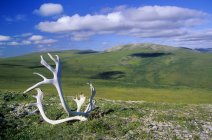 Shed caribou chifres, Montanhas Britânicas, Parque Nacional Vuntut, norte de Yukon, Ártico Canadá — Fotografia de Stock